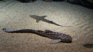 El insólito plan de tres individuos para robar un tiburón de un acuario haciéndolo pasar por un bebe 