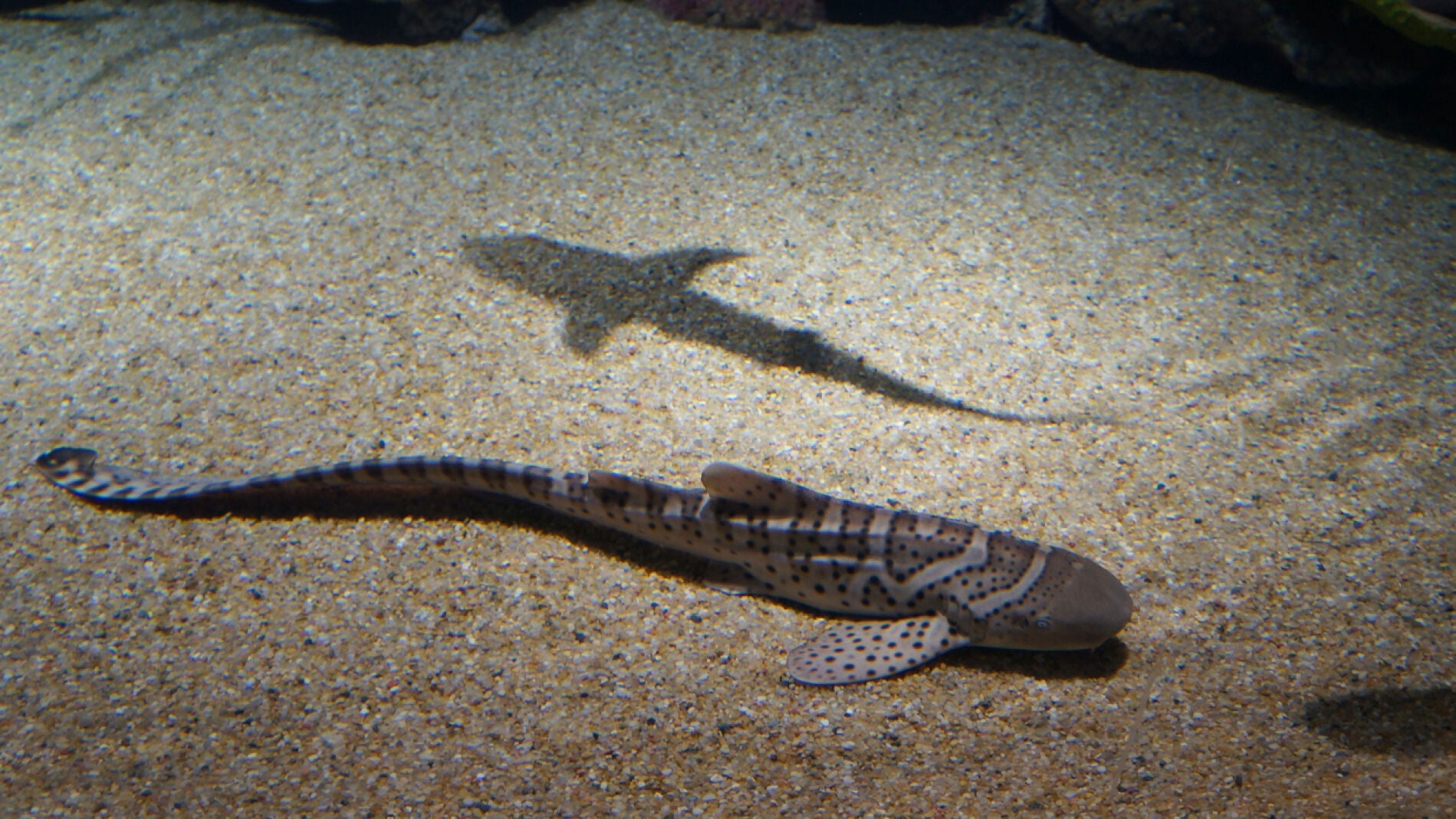 Peque&ntilde;o tibur&oacute;n 