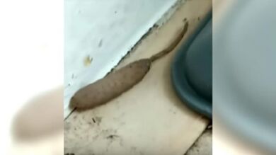 Una mujer se encontró esta extraña criatura en el porche de su casa y se ha vuelto viral