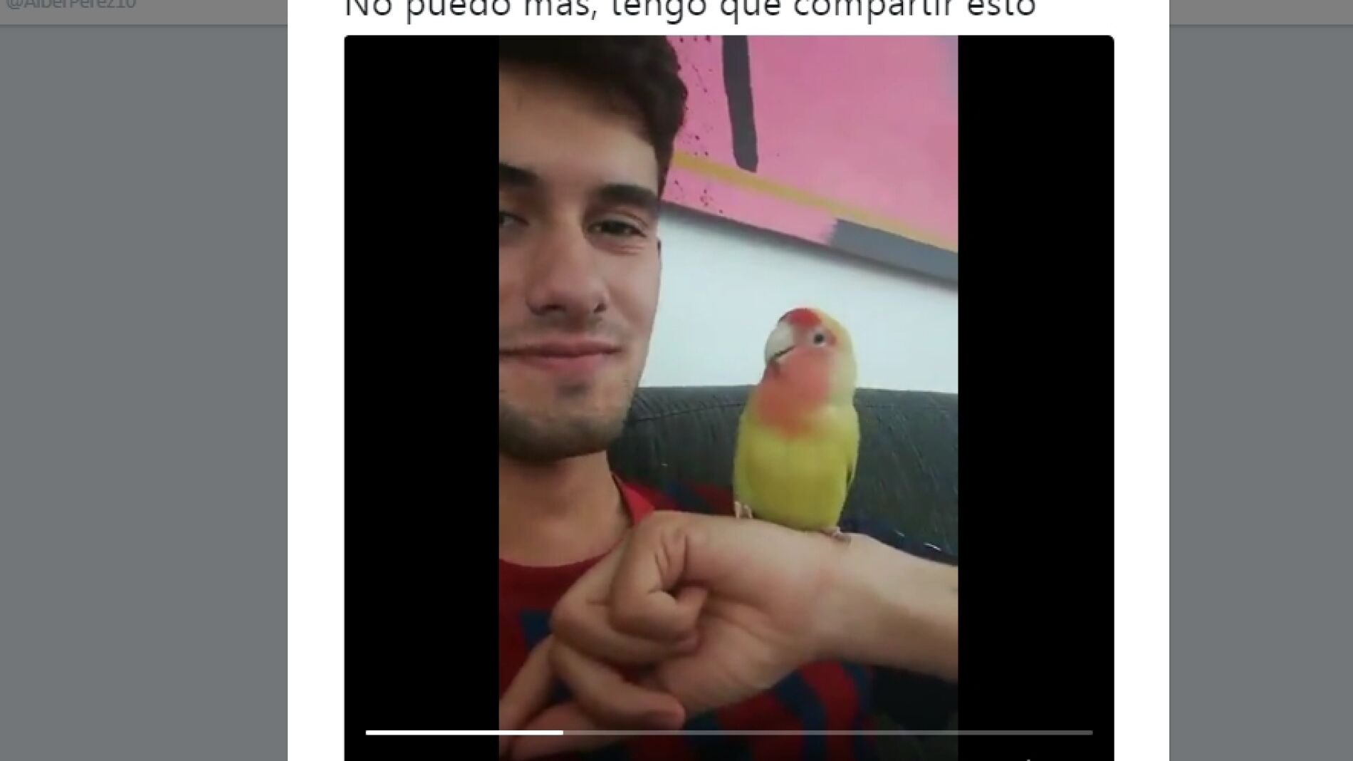 Agaporni estornudando