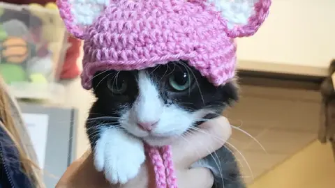 Karma, el gato sin orejas Karma, el gato sin orejas