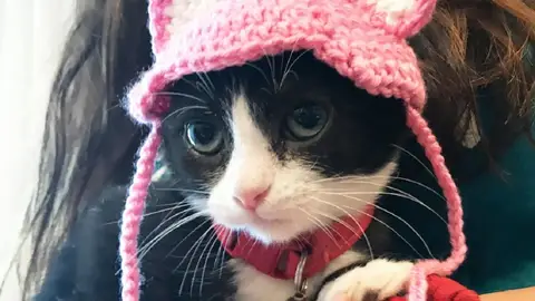 Karma, el gato sin orejas Karma, el gato sin orejas