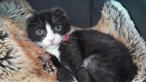 Karma, el gato sin orejas Karma, el gato sin orejas