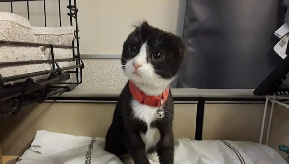 Karma, el gato sin orejas