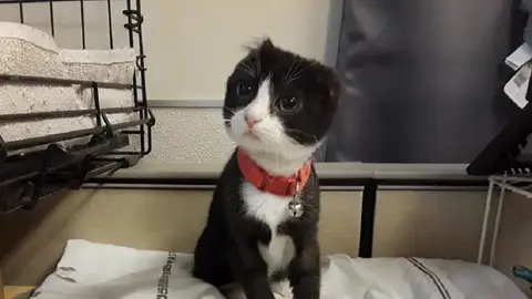 Karma, el gato sin orejas Karma, el gato sin orejas