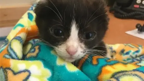 Karma, el gato sin orejas Karma, el gato sin orejas