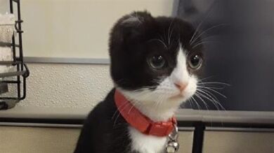 Este gatito perdió sus dos orejas y una voluntaria tiene un plan para recuperar su confianza