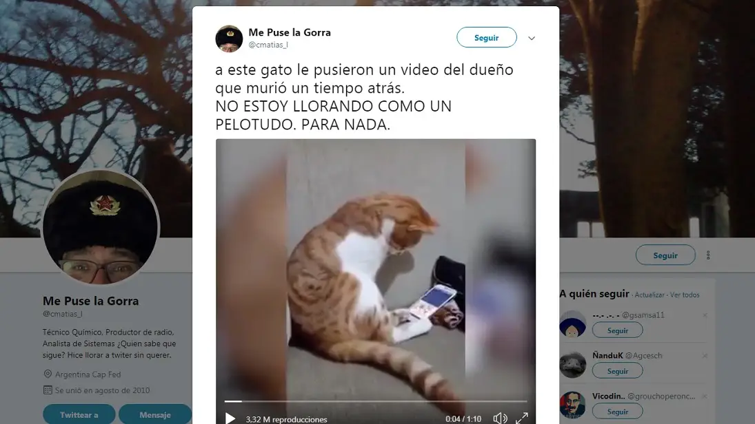 Este gatito ve un vídeo de su dueño fallecido y su reacción te hará llorar