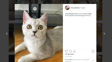 La inesperada reacción de un gato al verse las orejas en un espejo