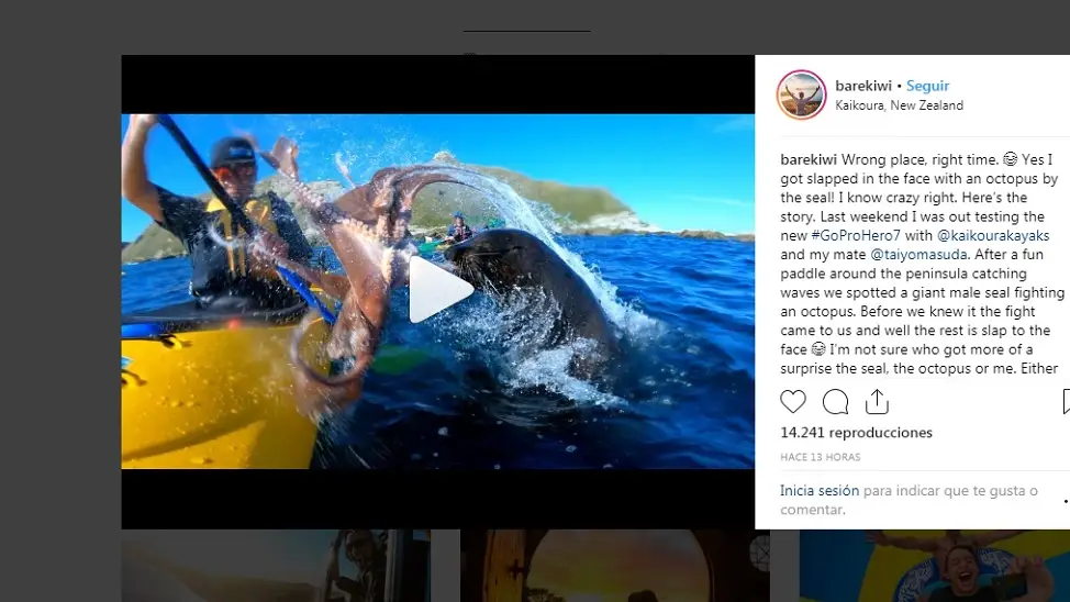 Momento en que una foca ataca a un kayakista con un pulpo