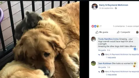 Un koala rescatado por un golden retriever Un koala rescatado por un golden retriever