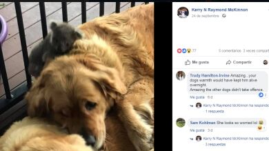 Un golden retriever le da la sorpresa de su vida a su dueños al volver a casa con algo en la espalda