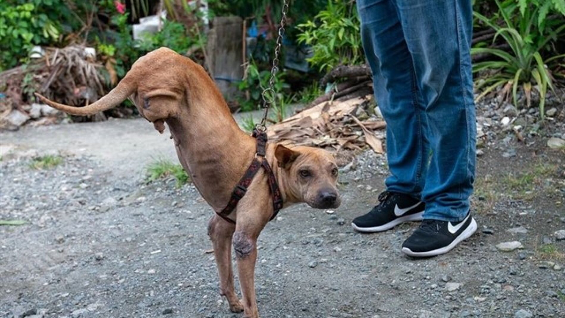 Putol junto a su due&ntilde;o