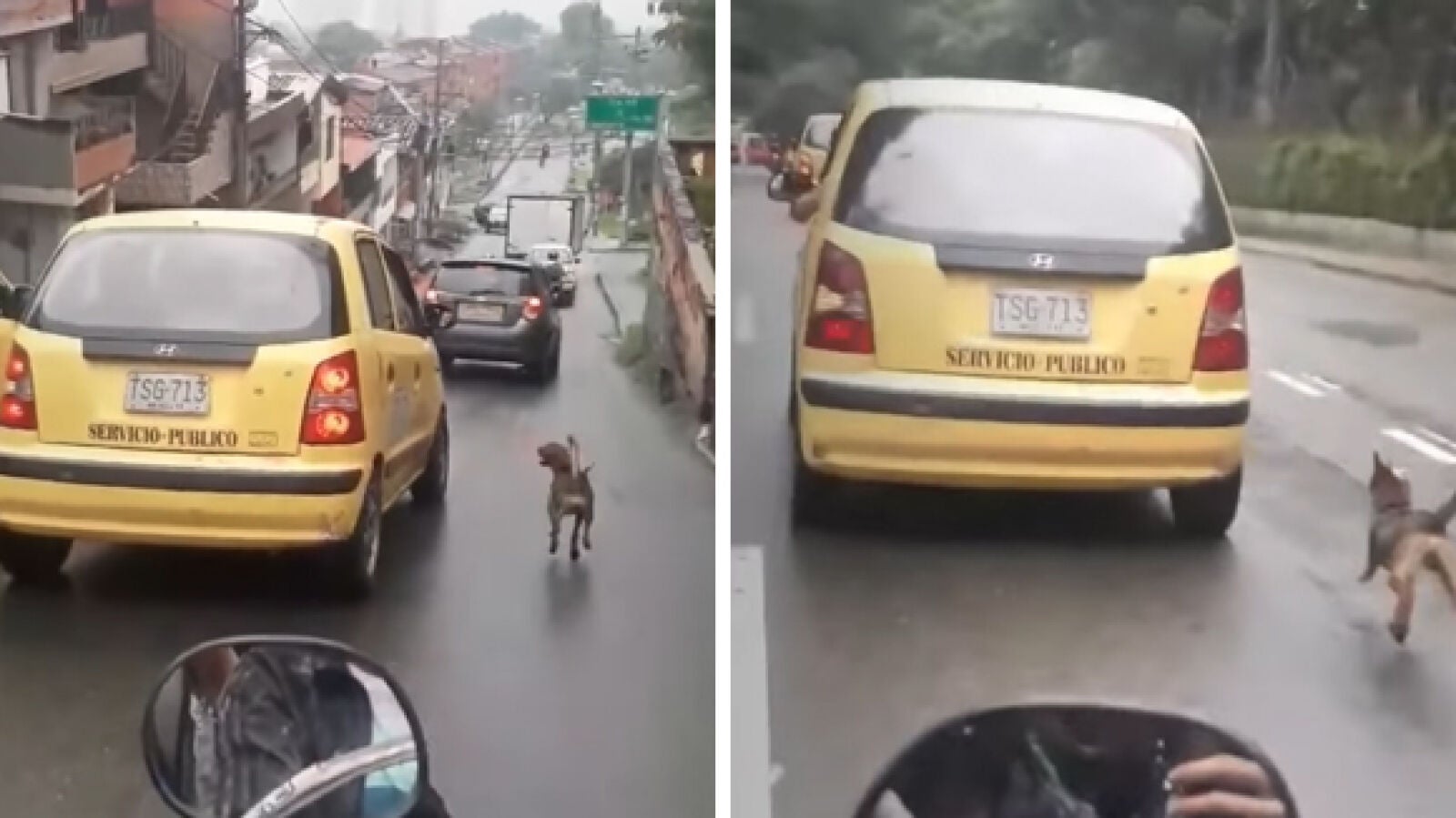 Un perro persigue desesperadamente un taxi por el motivo más desgarrador