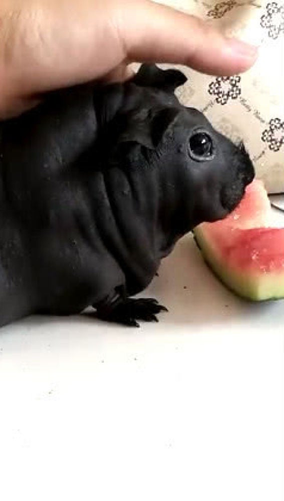 Rata de bambú