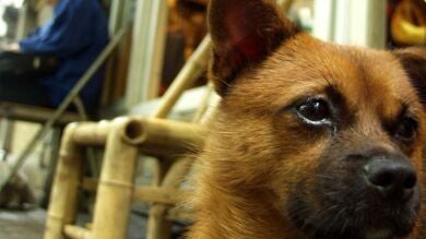 Compró una mascota por internet creyendo que era un perro y cuando creció se llevó la gran sorpresa