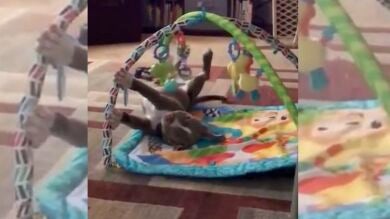 Un pit bull actúa como un bebé cuando nadie lo mira y no puede ser más adorable