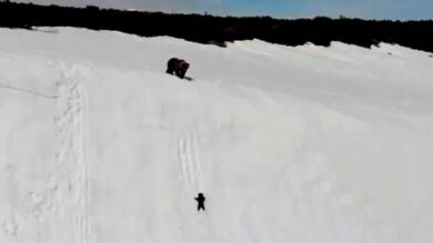 ¿Por qué no debería enamorarnos el vídeo de un osezno trepando una montaña? La triste historia detrás del viral del momento