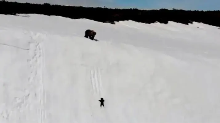 Osezno trepando una montaña Osezno trepando una montaña