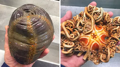 Criaturas marinas Criaturas marinas