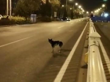 Perro espera a su due&ntilde;a en Hohhot