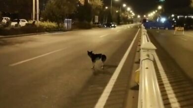 Un perro lleva meses esperando en el borde de una carretera a que su dueña vuelva