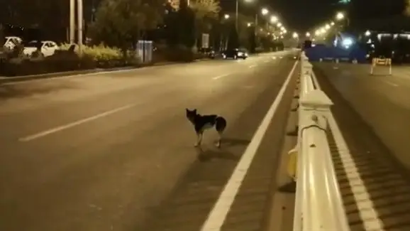 Perro espera a su dueña en Hohhot