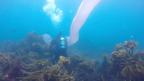 Unicornio de mar Unicornio de mar