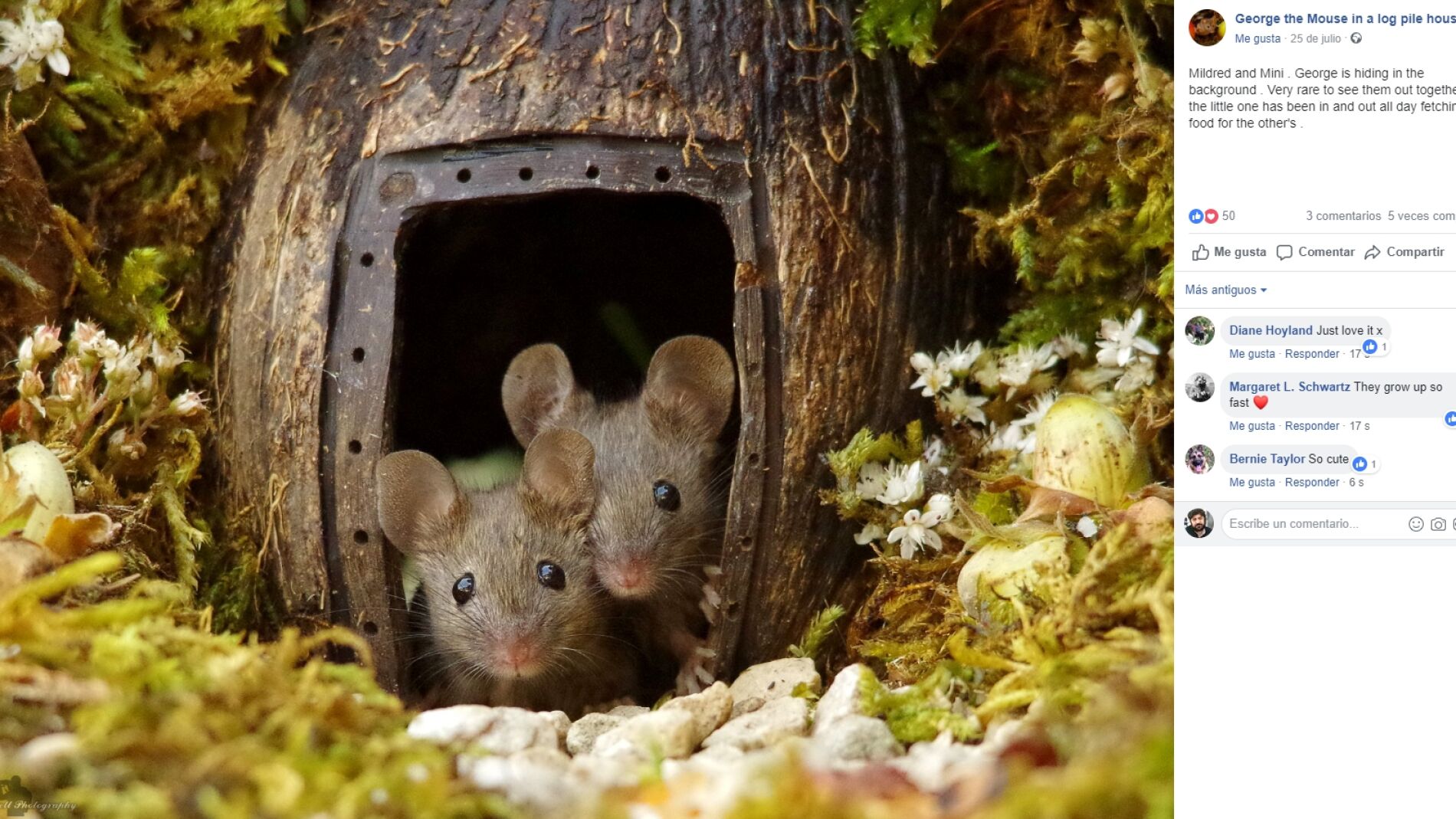 Casitas para ratones en el jard&iacute;n