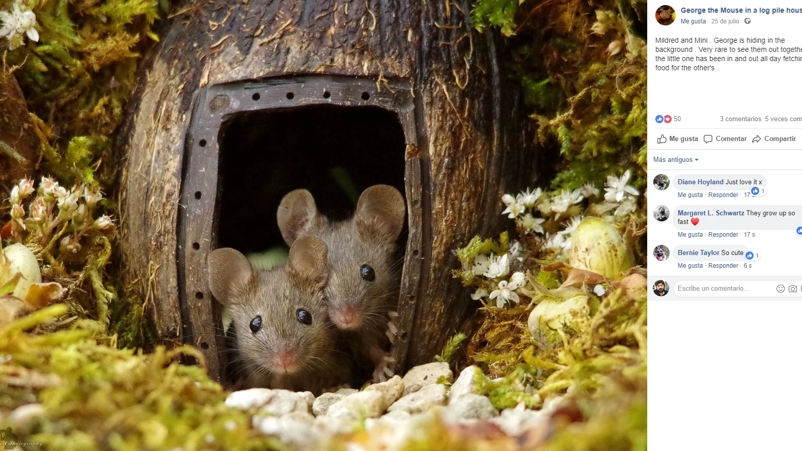Casitas para ratones en el jardín