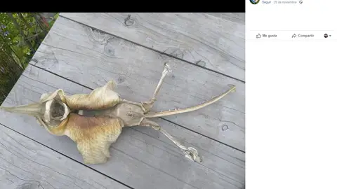 La extraña criatura encontrada por Hannah Mary La extraña criatura encontrada por Hannah Mary