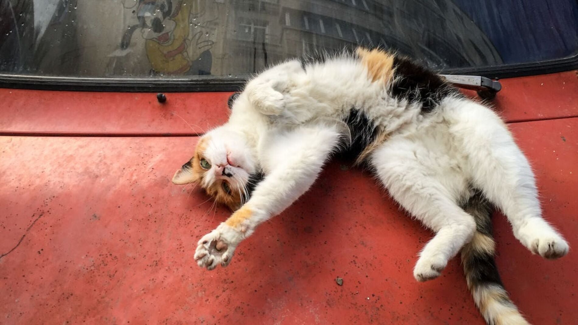 Un gato juega sobre un veh&iacute;culo abandonado