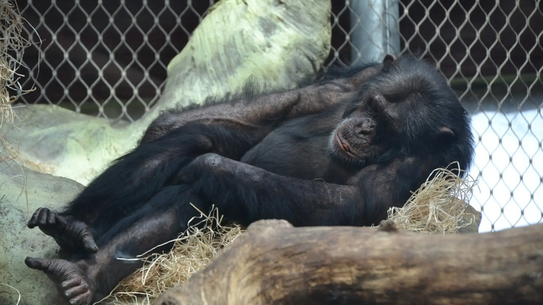Foto de archivo de un chimpancé