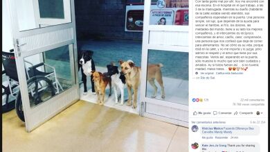 La imagen de estos cuatro perros en la puerta de un hospital está emocionando a todos