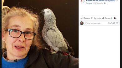 Un loro aprende a hablar con Alexa y no para de comprar cosas