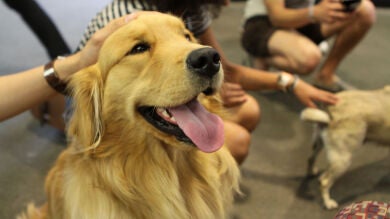 Una experta en terapia con animales nos demuestra que son mejores que las personas