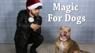 Crea trucos de magia para perros en adopción