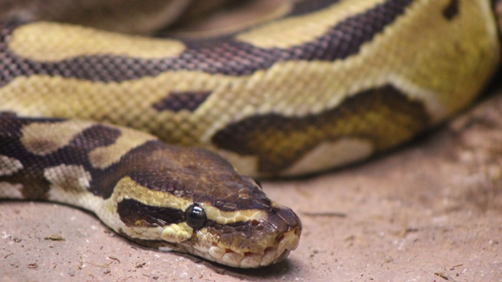 Una mujer es mordida en el culo por una serpiente que se había escondido en su retrete