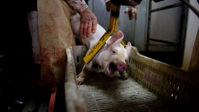 La realidad de los mataderos españoles: así mueren los animales que acaban en tu plato