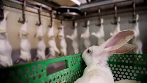 Un conejo mira a los de su misma especie, ya muertos Un conejo mira a los de su misma especie, ya muertos