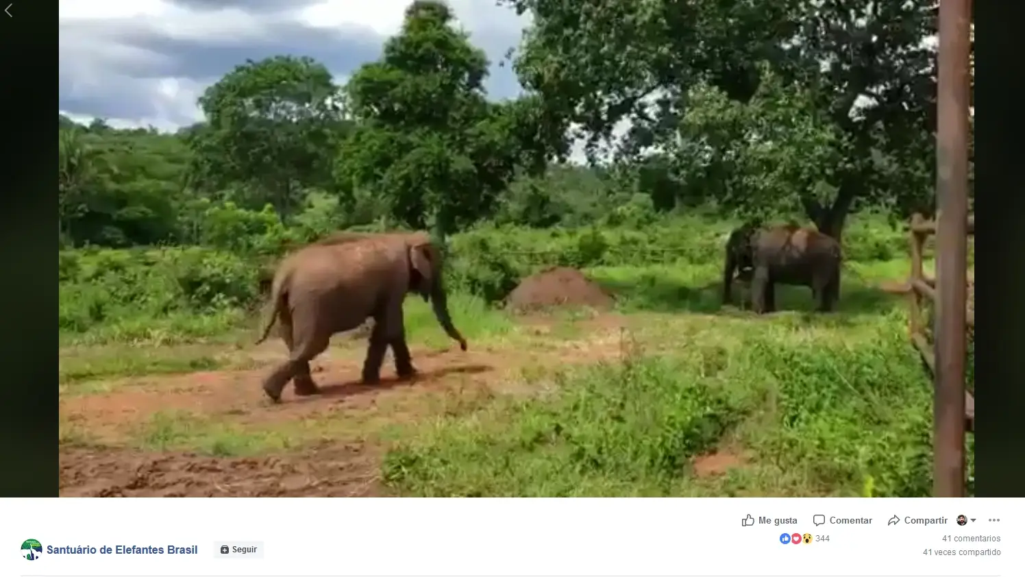 La elefanta rescatada Rana