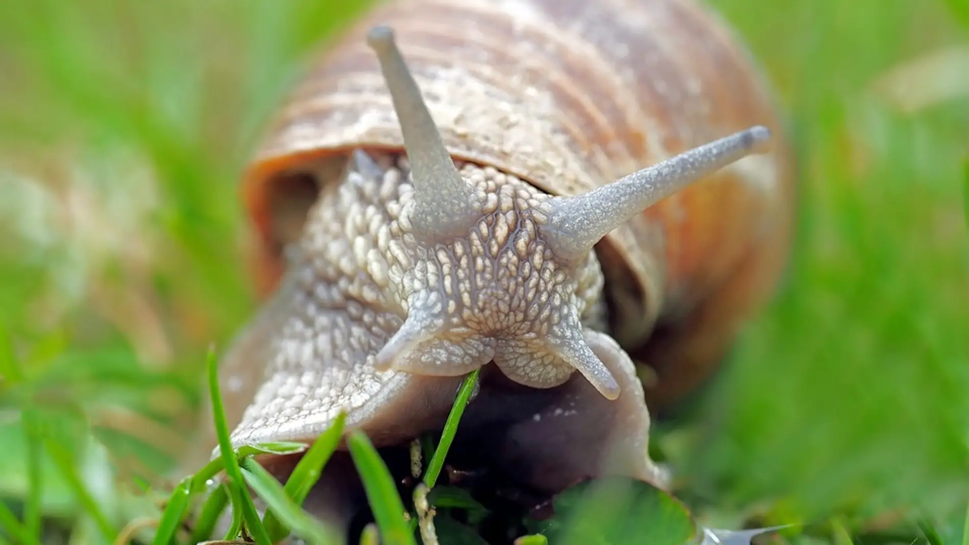 Caracol (Archivo)