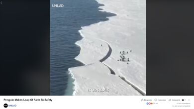 El tenso vídeo de un pingüino se vuelve viral y evidencia un triste problema