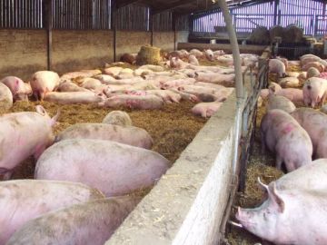 El sector del porcino, uno de los que más exporta