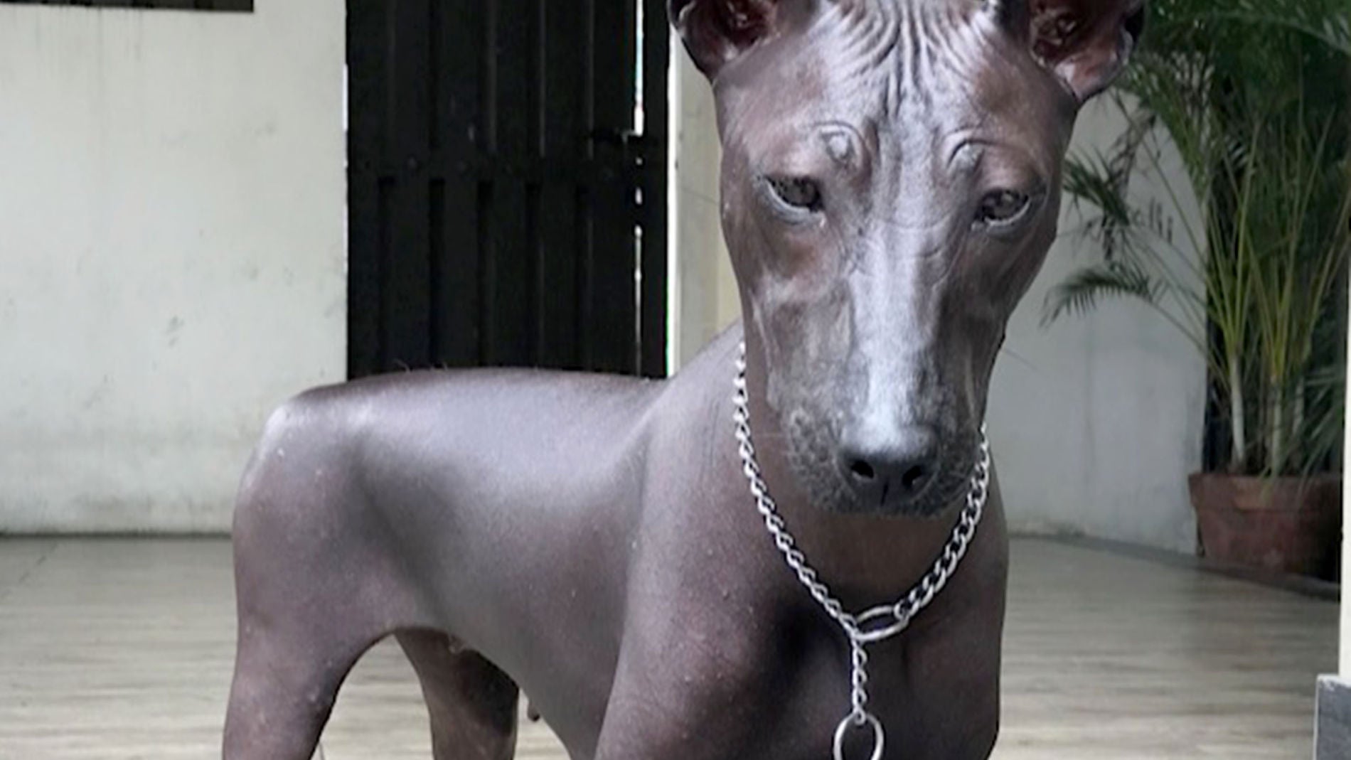 Foto de Piper, perro de la raza Xoloitzcuintle