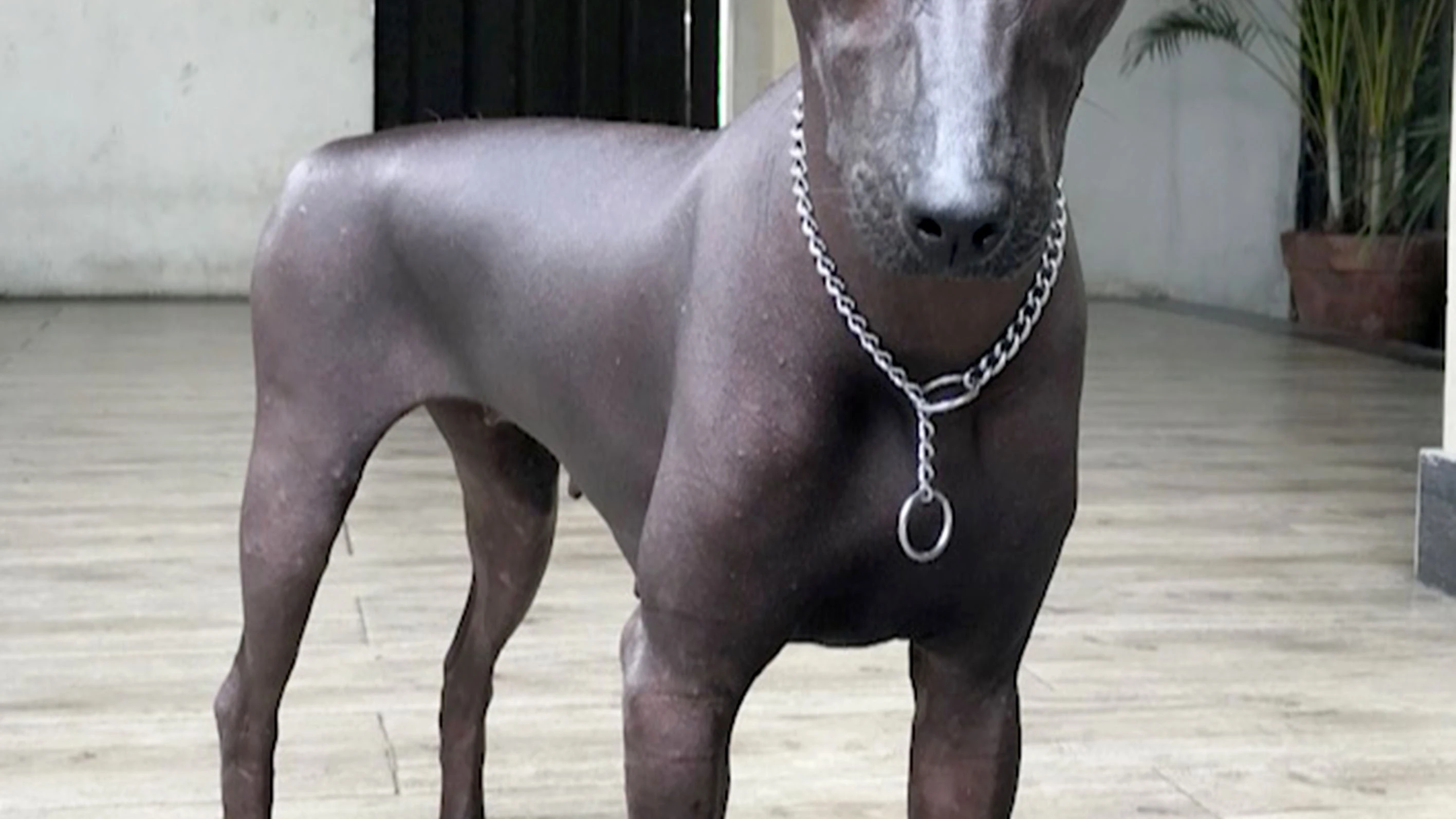 Foto de Piper, perro de la raza Xoloitzcuintle