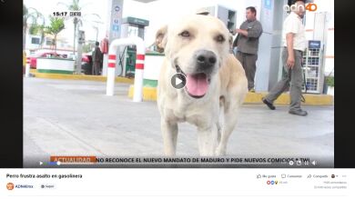 Un perro callejero que fue adoptado por una gasolinera detiene un robo a mano armada