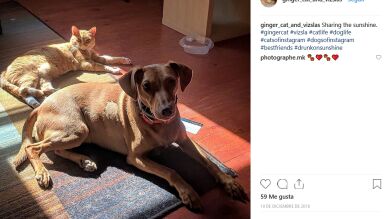 Instala una webcam para ver lo que hacen su perro y su gato mientras está trabajando y esto es lo que descubre