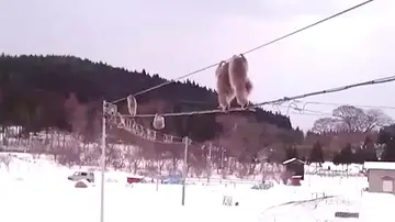 Monos caminando por cables