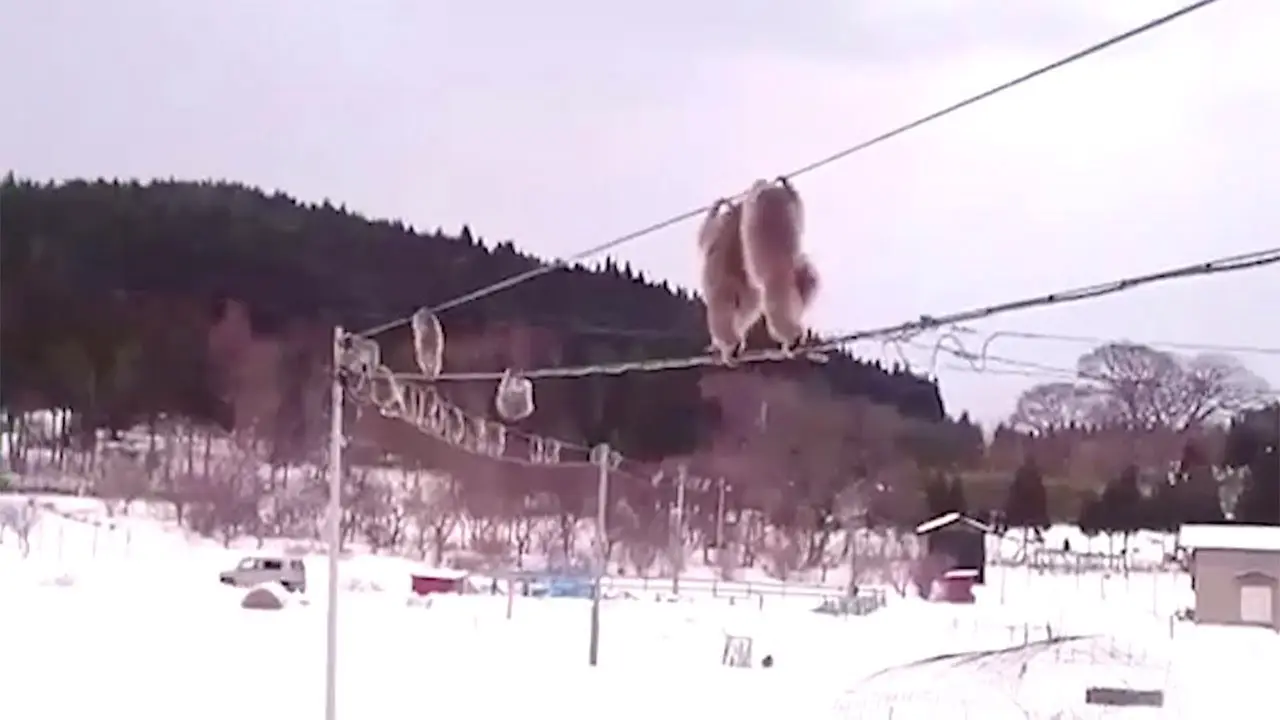 Monos caminando por cables